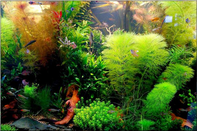 akwarium_jakub_dymek_argus_zoo_wrocław_akwarium_morskie_najtaniej_wolow_polska_aquarium_fish_only_akwaria_morskie_akwarium_roslinne_malawi