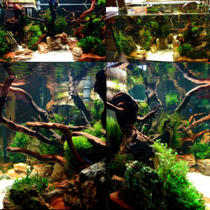 Discus_b