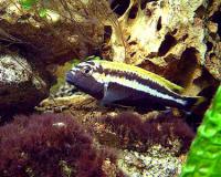Pyszczak złocisty (Melanochromis auratus) 