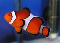 Amphiprion ocellaris S Hodowlany