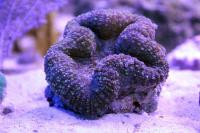 Lobophyllia hemprichii 17L