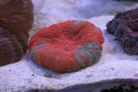 Scolymia australis 28 L