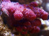 Alcyonium spp. M/L Chilli coral