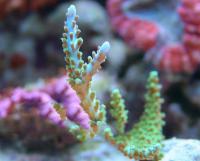 Acropora spp. 3 S