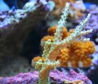 Acropora spp. 6 S