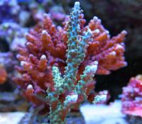 Acropora spp. 9 S