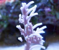 Acropora spp. M