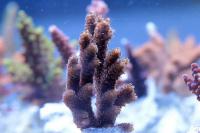 Acropora spp. szczepka 1