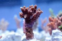 Acropora spp. szczepka 1