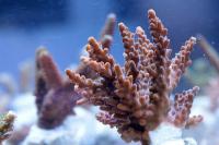 Acropora spp. szczepka 1