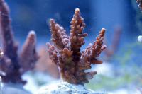 Acropora spp. szczepka 1