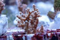 Acropora spp. szczepka 1