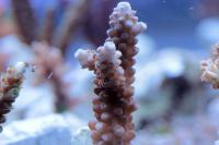 Acropora spp. szczepka 1