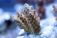 Acropora spp. szczepka 1