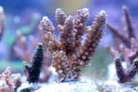 Acropora spp. szczepka 1