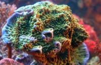 Montipora spp. Superman 1 XXXL