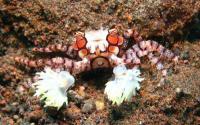 Lybia tesselata
